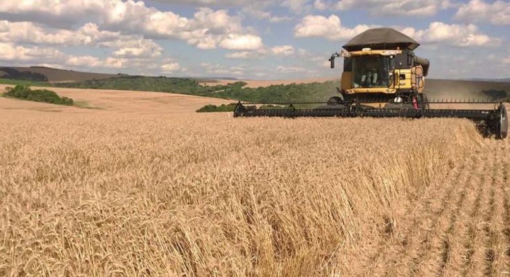 Brasil terá de importar R$ 1,5 bilhão em trigo para suprir consumo interno