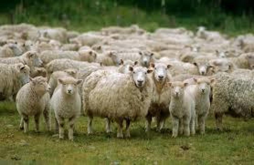 Produtores uruguaios criam ação para exportar mais ovinos