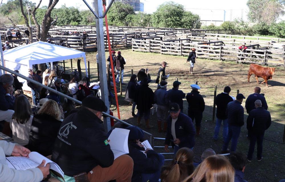 Recorde de animais em exposição de raça na 22ª ExpoOutono de Uruguaiana