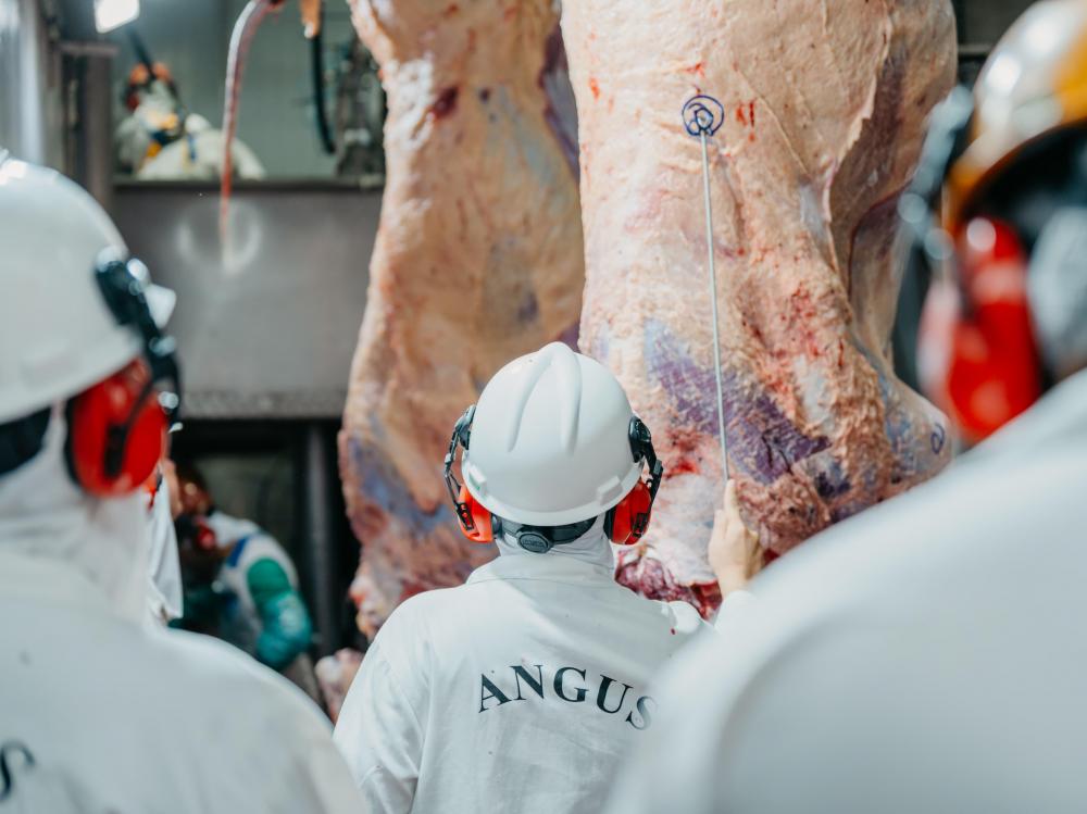Concursos de carcaça movimentam mercado de carne certificada na busca por excelência