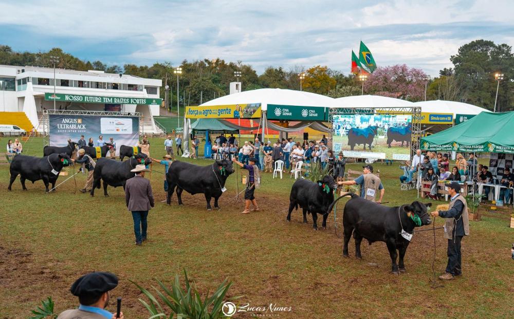 Angus divulga rankings nacional e estaduais da raça