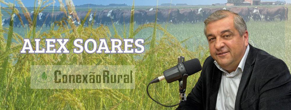O trigo é uma incômoda lacuna da produção agrícola nacional
