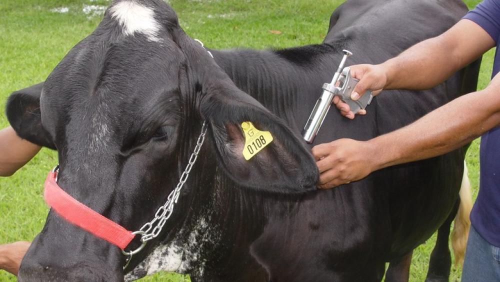 Avanço de status: encontro definirá metas para febre aftosa no RS