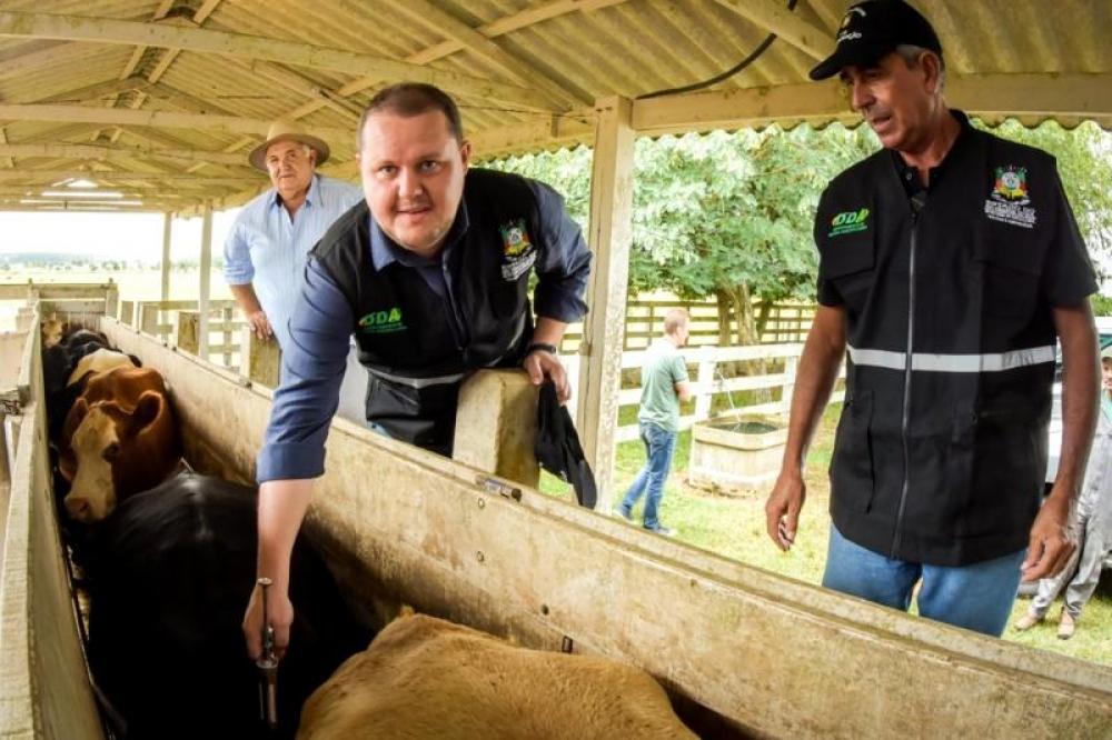 Última vacinação: em meio à pandemia, RS atinge meta de imunização contra a aftosa