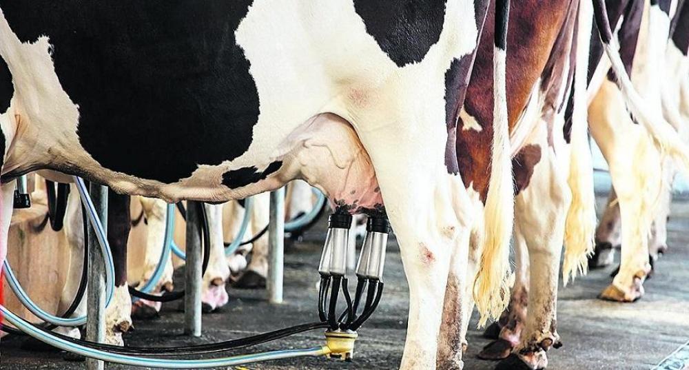 Leia e ouça o Repórter Sicredi/Conexão Rural, edição desta quinta-feira, 07/05/2020