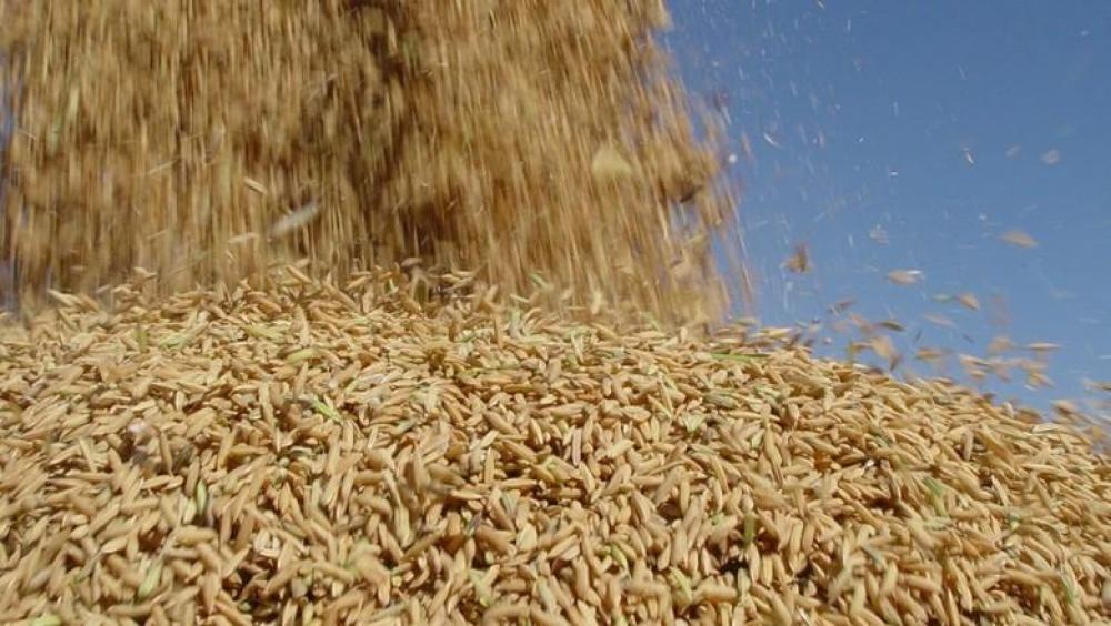 Depois do México, o Panamá pode ser  o próximo a importar nosso arroz