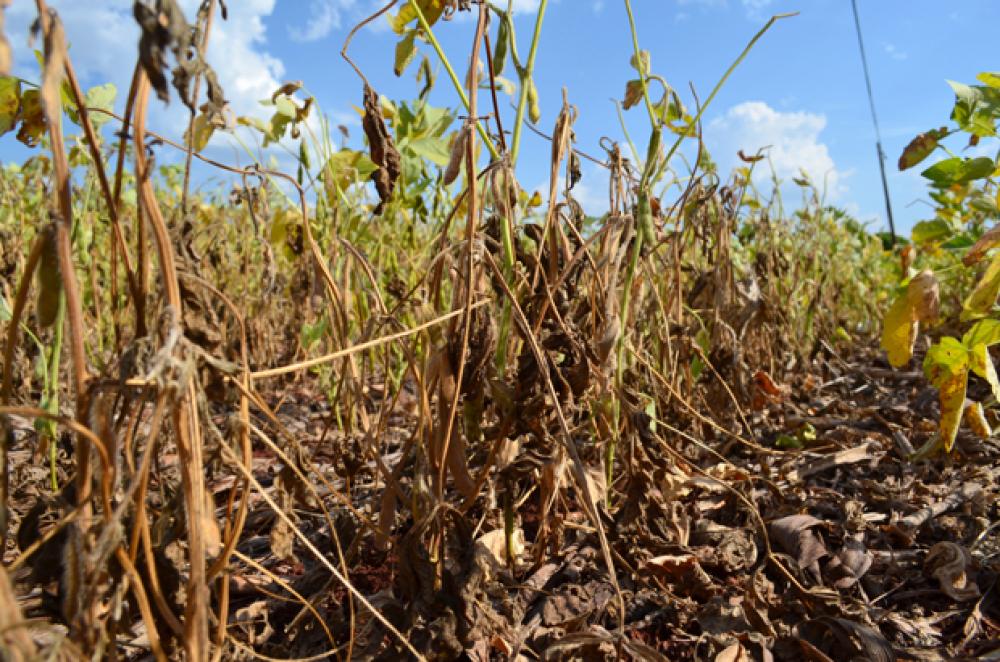 Falta de chuvas faz cinco município da metade sul decretarem Situação de Emergência
