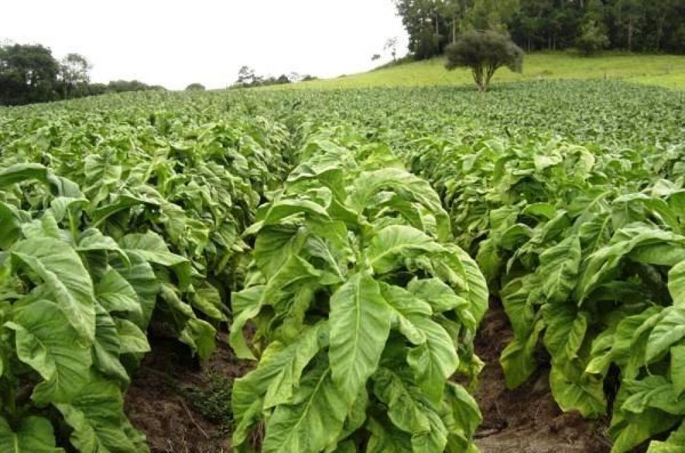 Preços do tabaco 2020-21 começam a ser definidos nesta quinta-feira