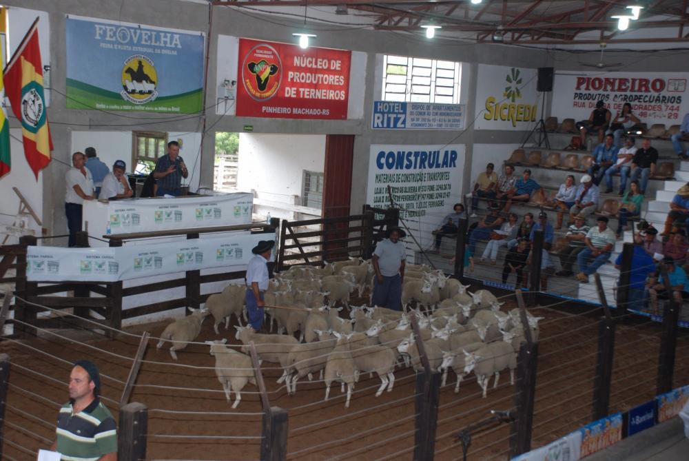 Feovelha vendeu mais do que em 2017, mas ainda está longe dos bons anos de negócios