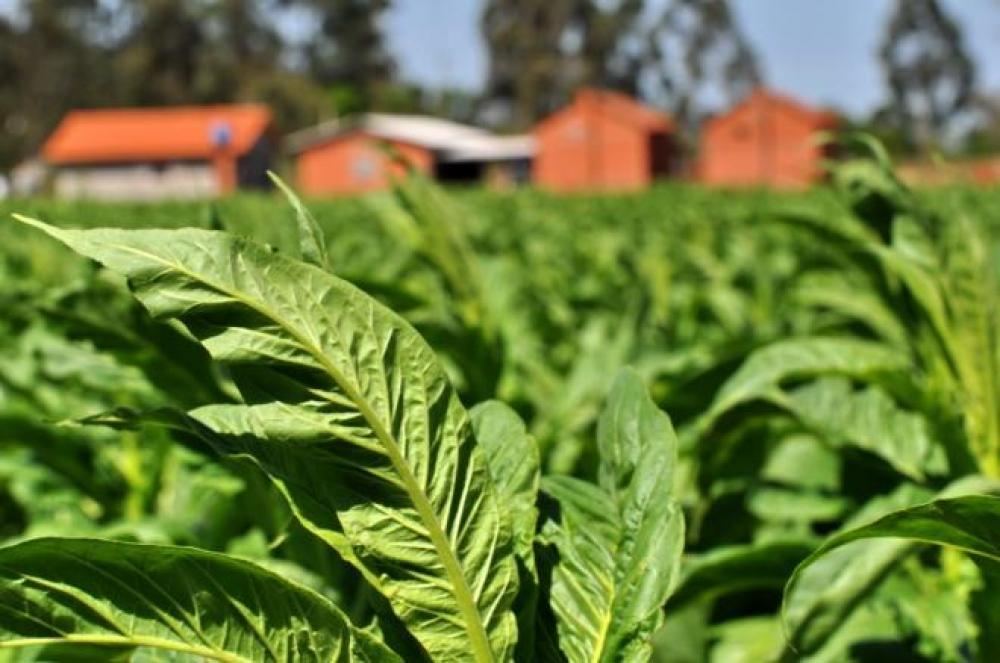 Custos não batem e tabela de preços do tabaco 2021 não sai