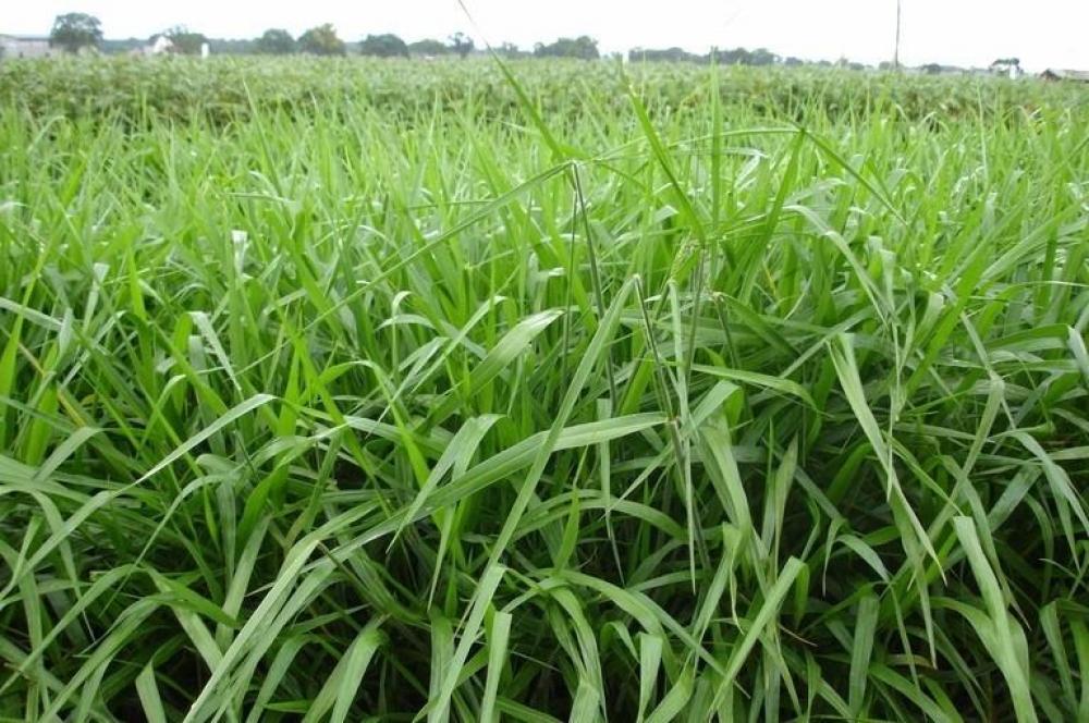 Mesa redonda sobre nutrição de pastagens terá transmissão do Conexão Rural nesta quinta