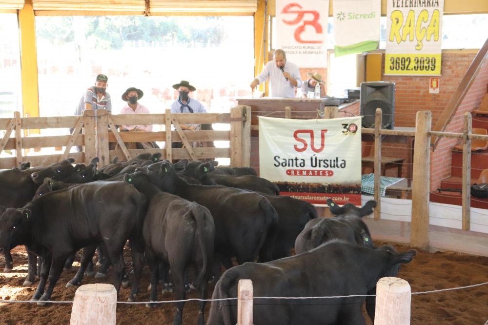 Feira do Terneiro de Camaquã vende toda a oferta