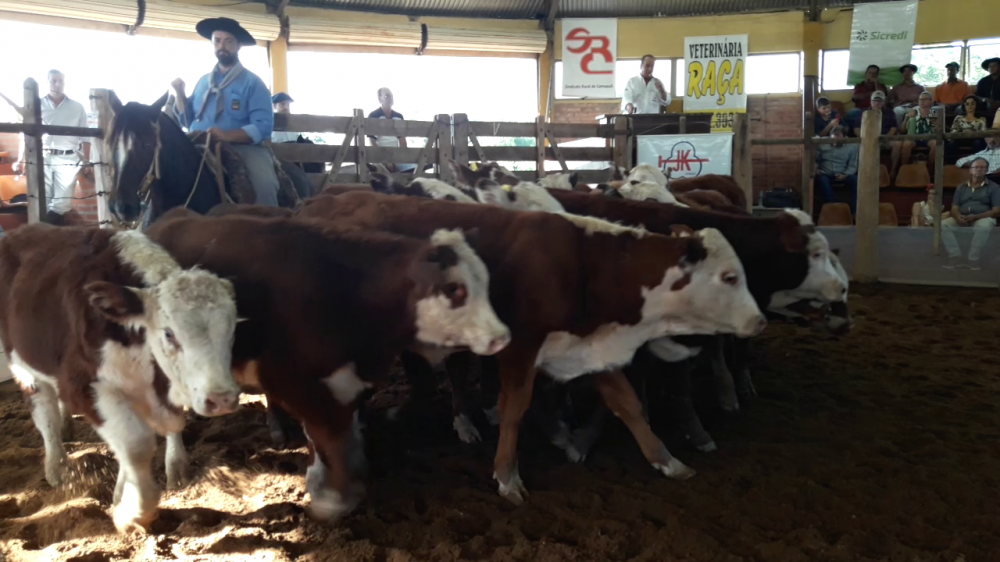 Feiras do Terneiro de Camaquã e de Tapes alcançam R$ 678 mil