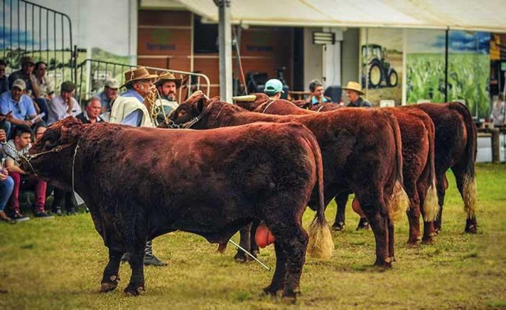 45ª Expointer: animais ingressam a partir de segunda-feira