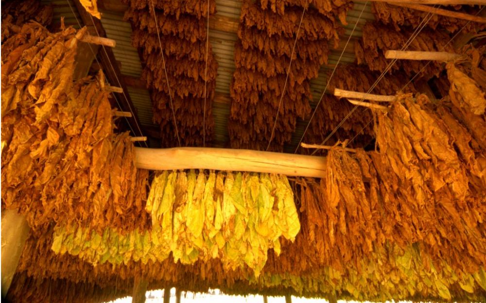 Alteração do câmbio não mexeu nos preços do tabaco