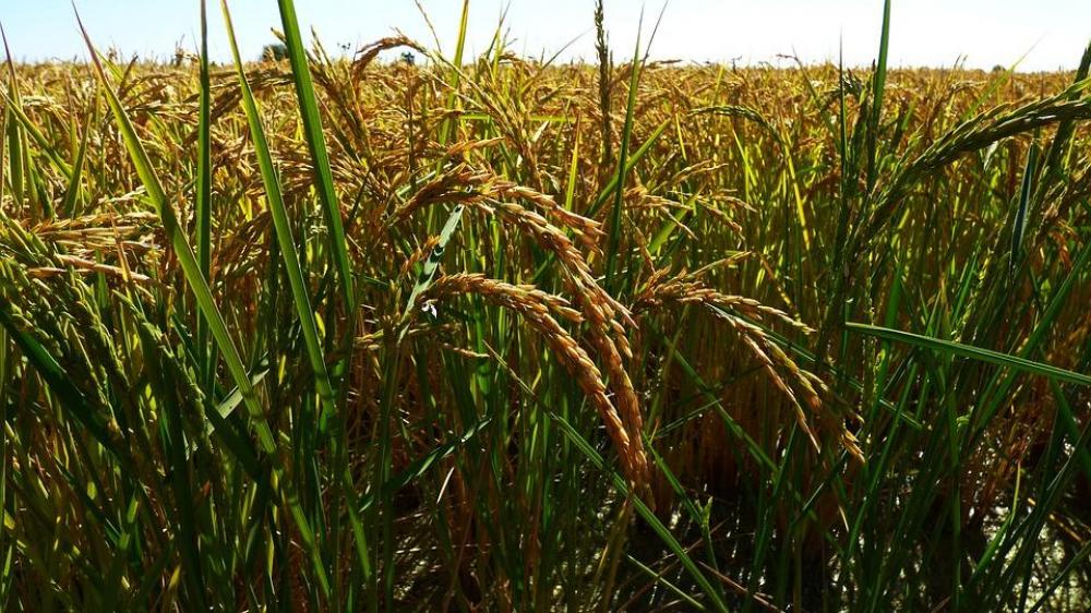 33ª Abertura Oficial da Colheita do Arroz e Grãos em Terras Baixas terá correalização do Senar-RS