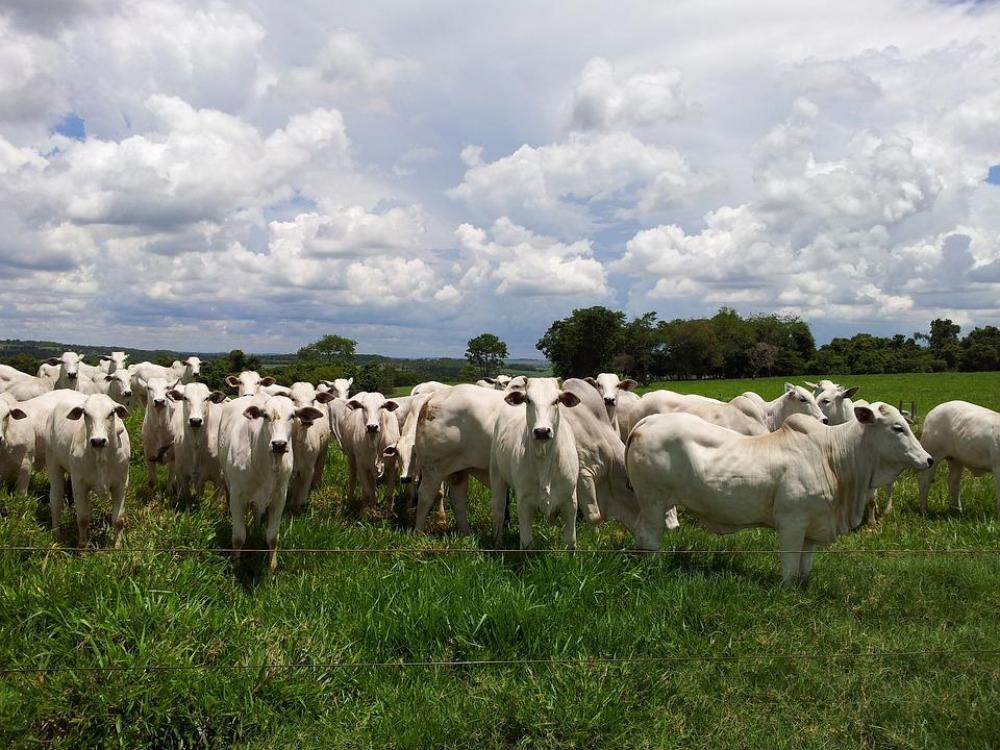 Seca e falta de reservas forrageiras impactam na produtividade e qualidade futura da carne