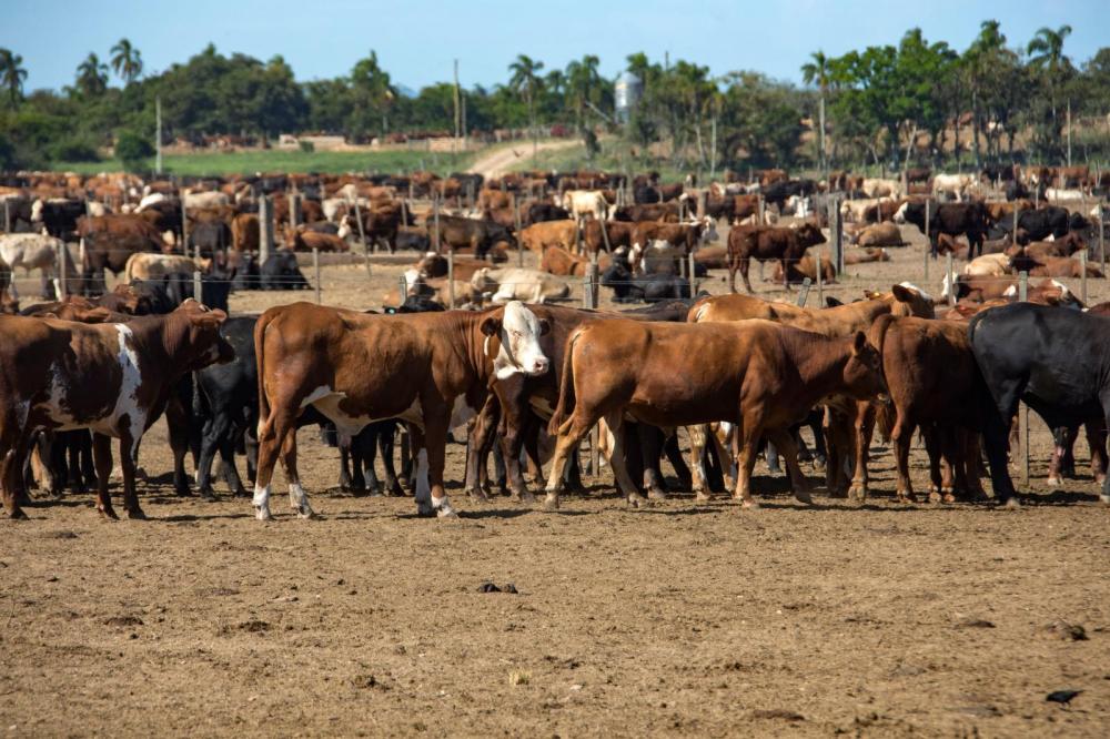 RS é reconhecido pelo Chile como zona livre de aftosa sem vacinação