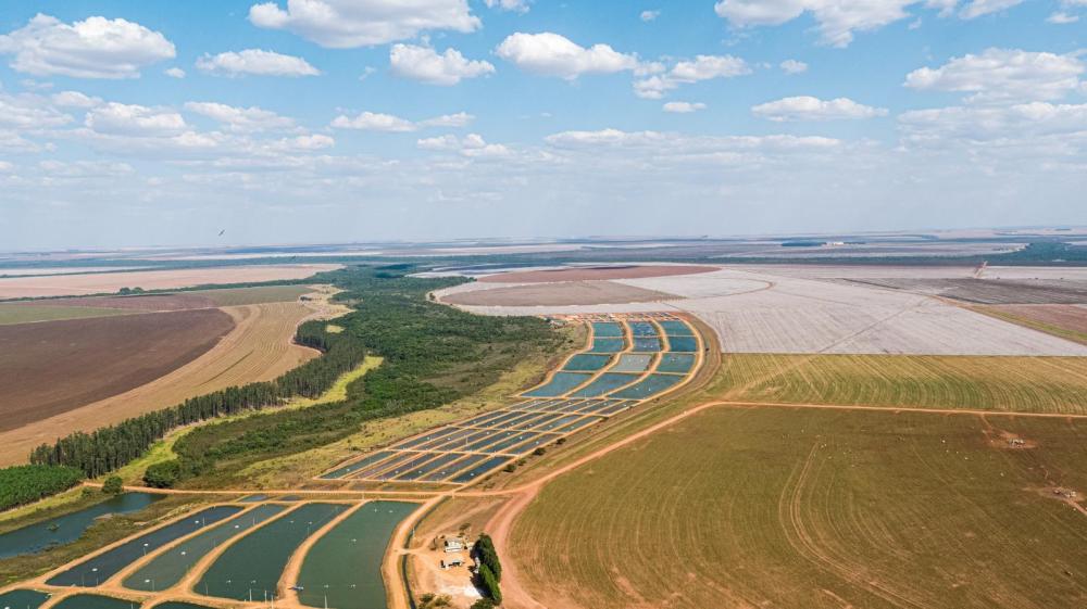 Tilápia avança 3% e já representa 63,93% da produção de peixes de cultivo no país