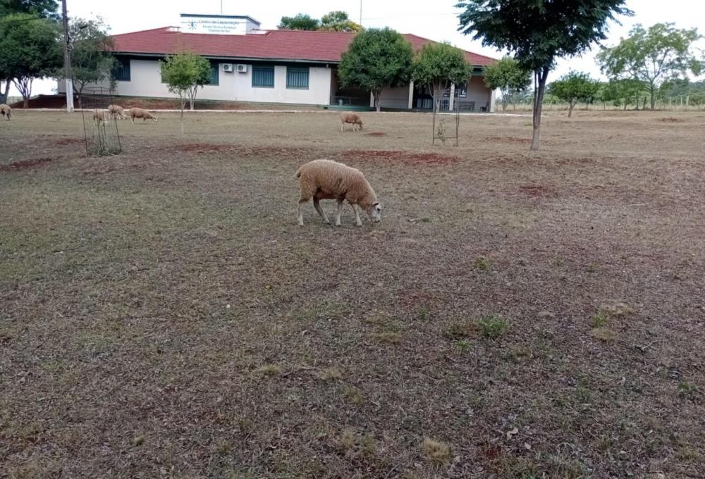 Estiagem impacta nos setores produtivos das escolas agrícolas gaúchas