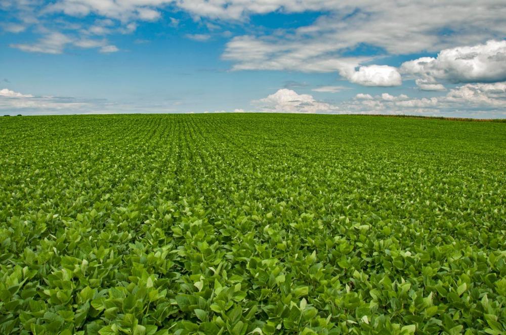 Secretaria da Agricultura inicia estudo sobre o Balanço de Gases de Efeito Estufa em áreas de produção de soja
