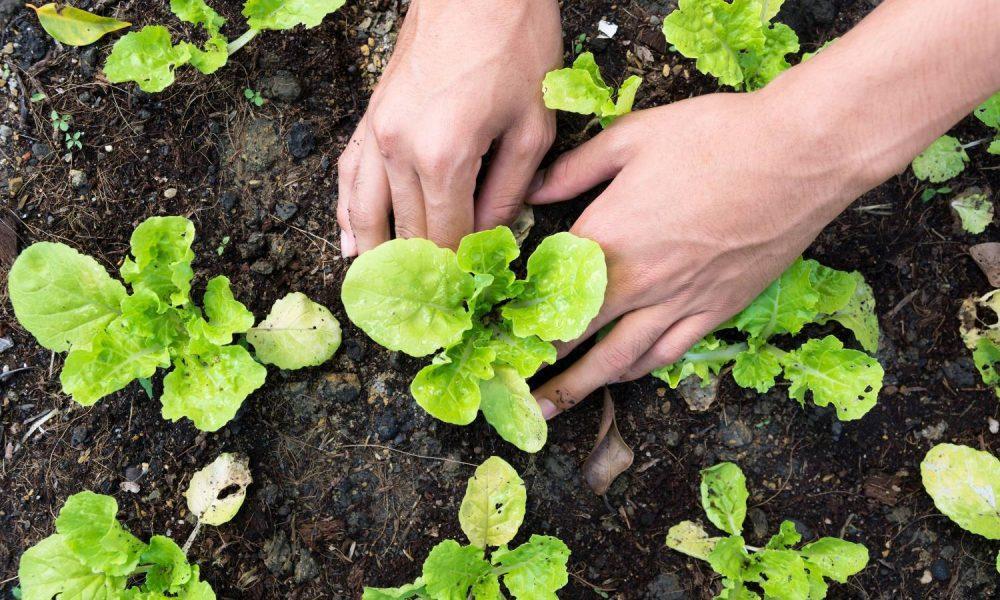 Centro de Geração de Renda ofertará cursos de hortaliças em parceria com o Senar