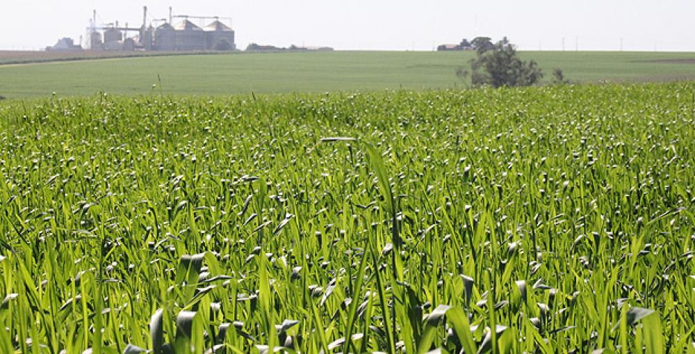 Trigo segmentado no RS ajuda, mas é preciso mais para ampliação da produção