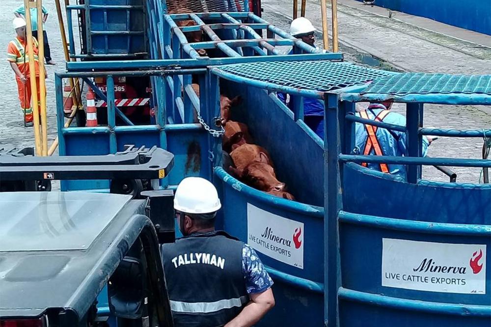 Conveniências distintas unem grupos contra exportação de gado em pé